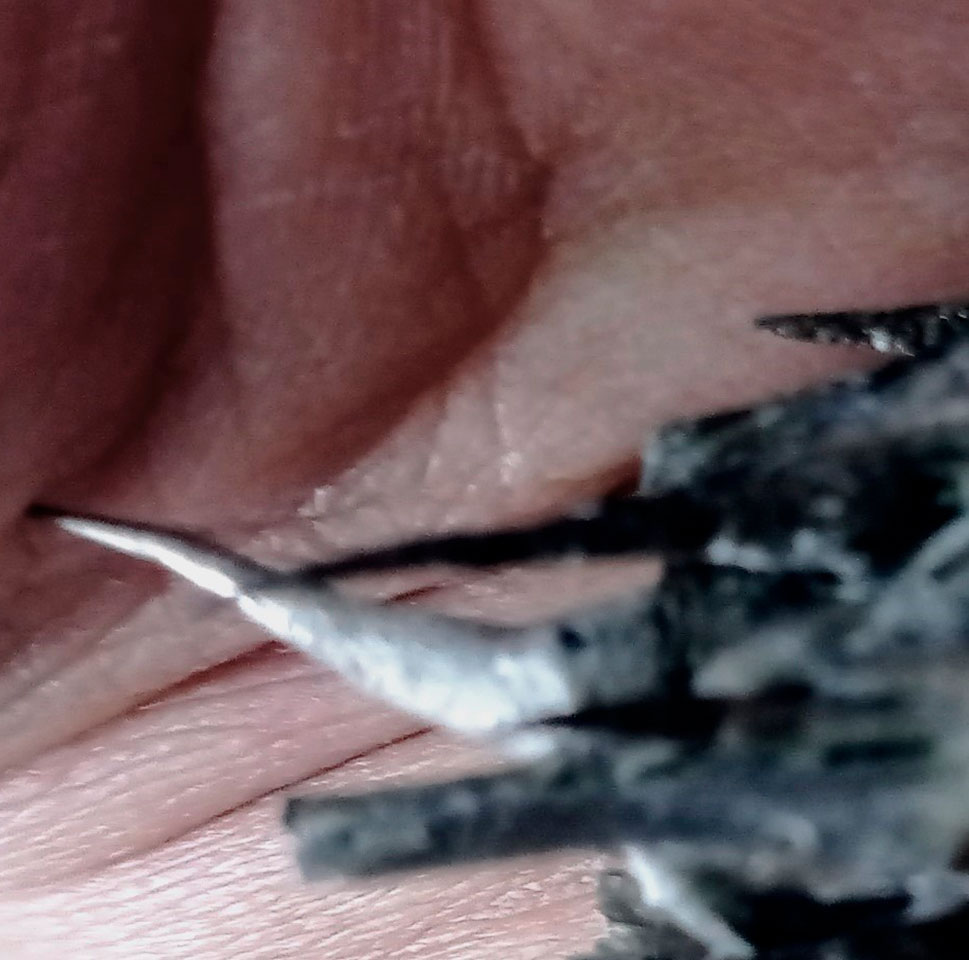 De Carne y Flores. 'O (la estética impura)