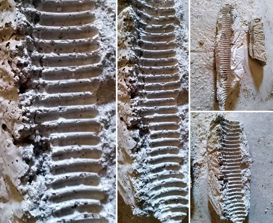 Tránsitos - Jaime Eguaras