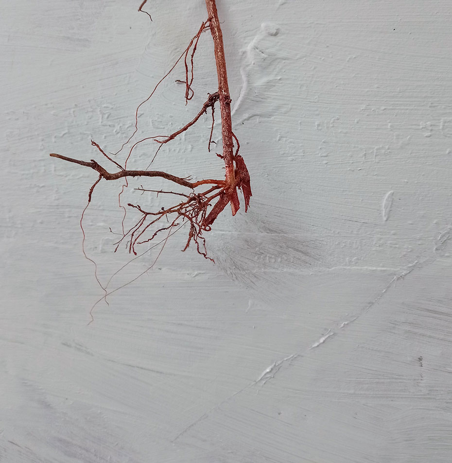 Tránsitos - Jaime Eguaras